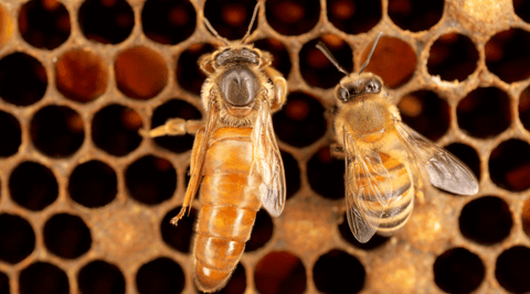 Queen Bee vs. Worker Bee