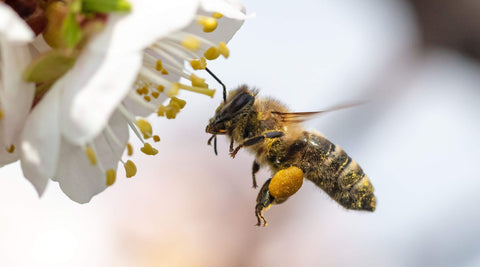 Raw Arizona bee pollen granules by Happy Bees Market in a glass Muth jar with a beehive background.