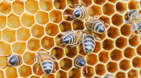 A honey bee foraging on Arizona desert blossoms to collect nectar for raw, unfiltered honey production