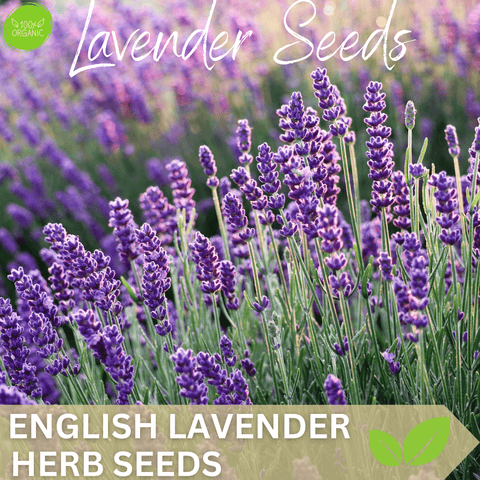 Transform Your Garden with Premium Lavender Seeds - Bee-Friendly and Aromatic!