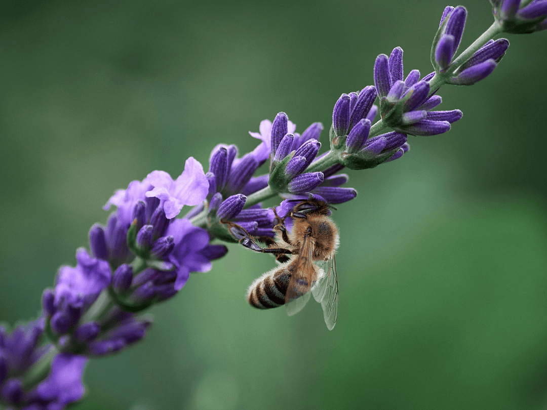 The Buzz Queen Bee Vs Worker Bee рџђќ Unveiling The Hierarchy вђ Happy