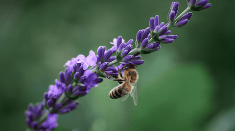 10 Tips for Beekeeping Sustainability