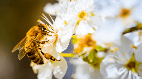 Bee Cross-Pollination: Unveiling Nature's Key to Bountiful Harvests | Happy Bees Market | Buzzing Business