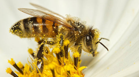 Buzzing Heroes: Why Bees Are Vital for Our Planet | Learn About the Importance of Bees and Their Impact on Ecosystems