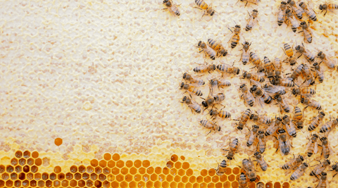 The Magical Process of Honey-Making