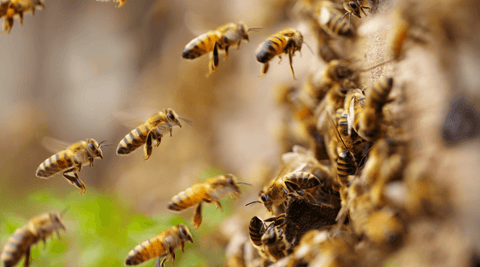 The Buzzing Heroes: The Importance of Bees in Our Ecosystem