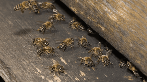 The Waggle Dance Phenomenon