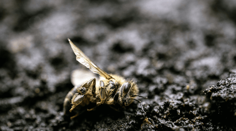 Climate Change and Bees