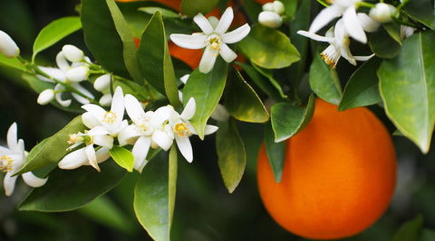 The Sweet Health Benefits of Orange Blossom Honey