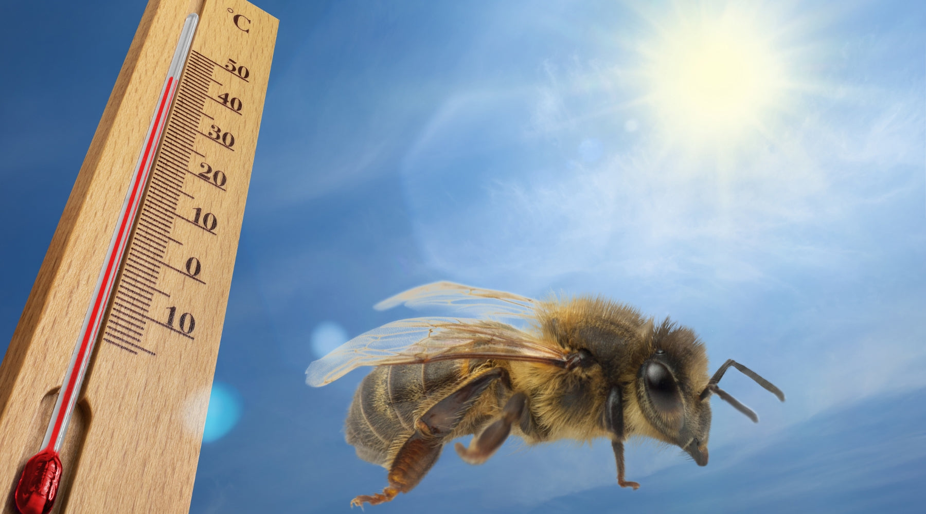 The Heat is On: Understanding High Temperature Effects on Bees – Happy ...