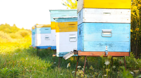 Fresh Arizona honey jars from Happy Bees Market surrounded by wildflowers, showcasing local raw honey and bee pollen produced by Arizona beekeepers.
