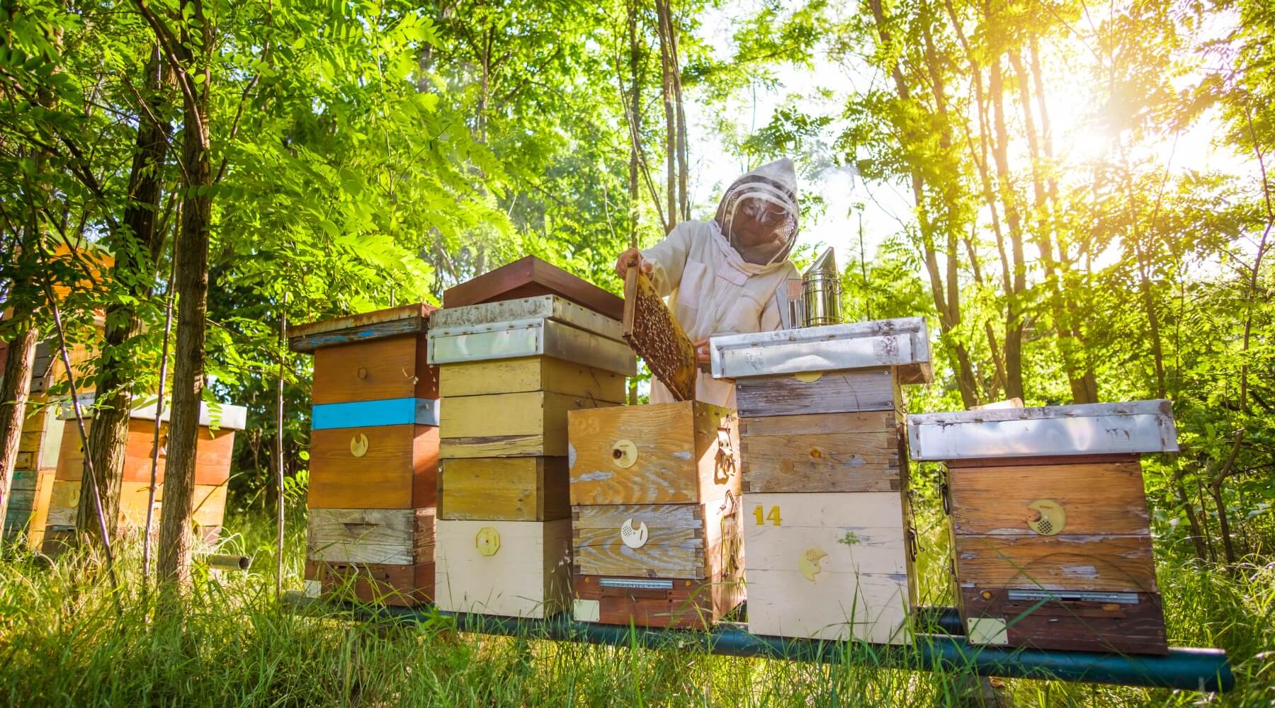 Buzzworthy Beekeeping: Beginner's Guide to Hive Ownership – Happy Bees ...