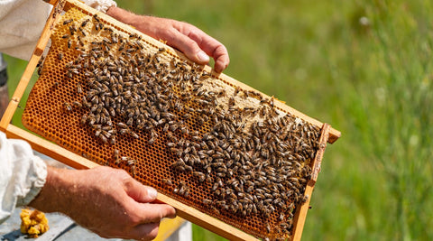 Happy Bees Market supporting sustainable beekeeping in Arizona with local honey production