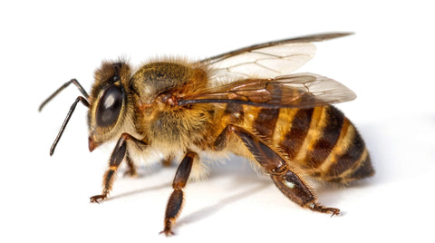 Macro close-up profile shot of a worker honey bee showing detailed wings, antennae, and fuzzy amber-striped body against a pure white background