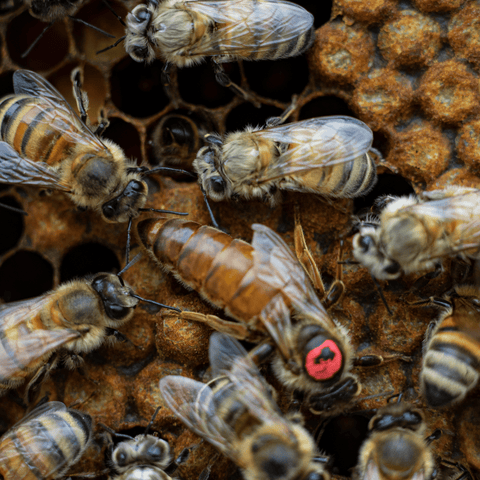 Unlock Unrivaled Productivity with Carniolan Queen Bees | Winter-Resilient & High-Performing