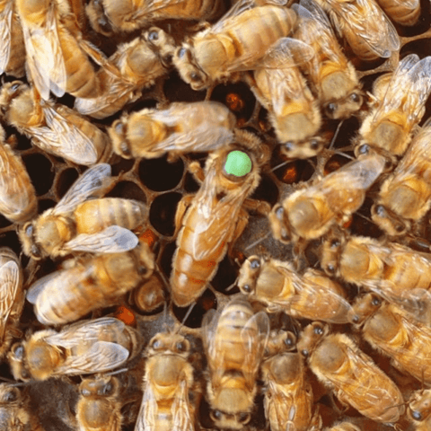 Discover the Majesty of Italian Queen Bees 🐝 | Unmatched Beauty & Honey Production