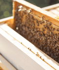 Transform Your Garden with Our Italian & Cordovan Queen Bee NUC 🐝