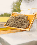 Transform Your Garden with Our Italian & Cordovan Queen Bee NUC 🐝