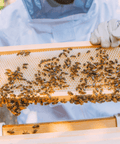 Transform Your Garden with Our Italian & Cordovan Queen Bee NUC 🐝