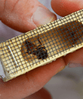 Unlock Unrivaled Productivity with Carniolan Queen Bees | Winter-Resilient & High-Performing