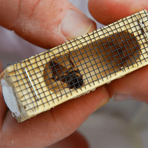 Unlock Unrivaled Productivity with Carniolan Queen Bees | Winter-Resilient & High-Performing