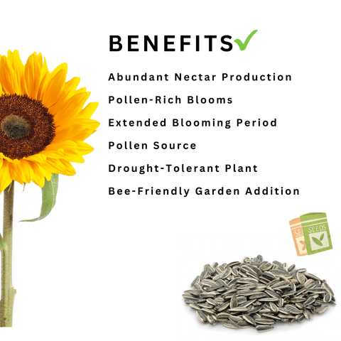 🌻Create a Buzz! Plant Our Sunflower Seeds for a Bee-Friendly Oasis 🐝