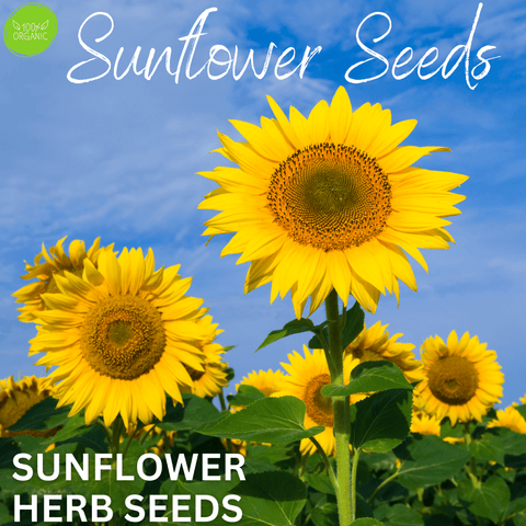 🌻Create a Buzz! Plant Our Sunflower Seeds for a Bee-Friendly Oasis 🐝