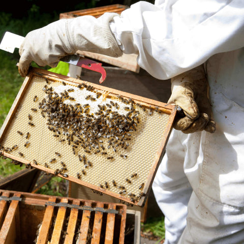 Unlock Beekeeping Mastery: Hands-On Workshop Await! 🐝