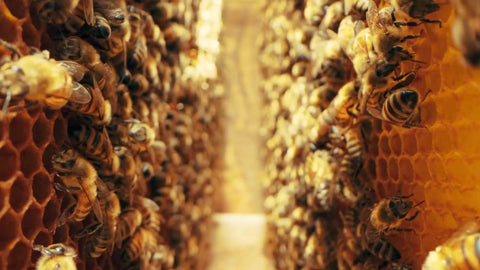 Honeybees working on natural honeycomb frames at Happy Bees Market in Arizona