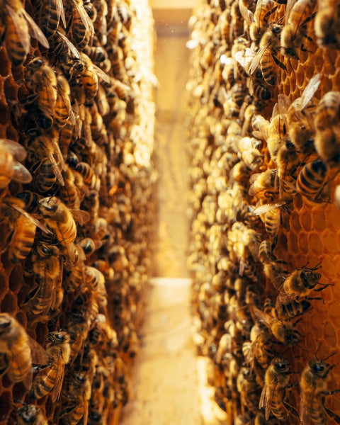 Honeybees actively working on raw honeycomb frames in an Arizona hive at Happy Bees Market